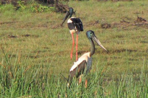 Black-necked Stork (Ephippiorhynchus asiaticus)